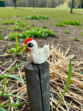 Chicken hatchling