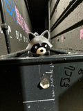 Forest raccoon